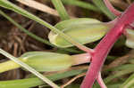 Bigfruit evening primrose